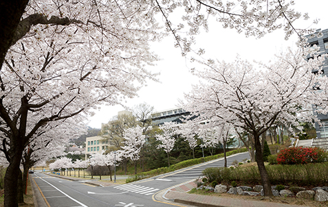 明知大学校